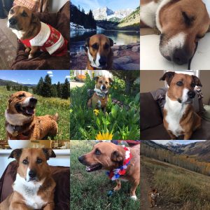 Collage of nine photos of Duke, a brown and white dog, in mountains, wildflowers, and at home