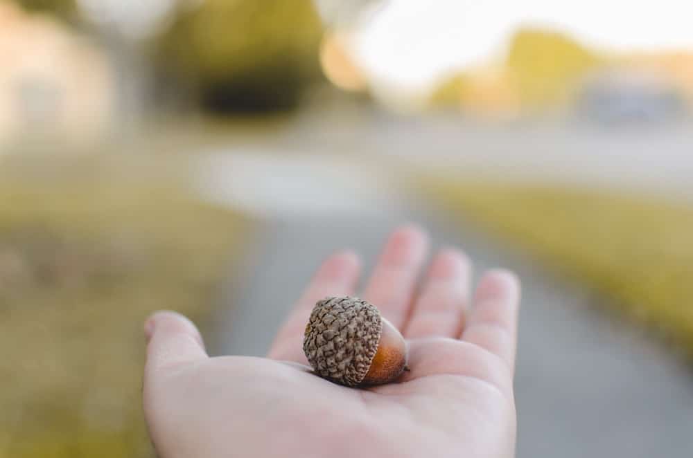 An acorn resting in an open palm, autumn path blurred behind