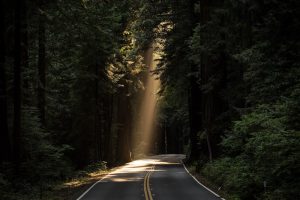 Sunbeam breaking through tall redwood trees onto a two-lane road