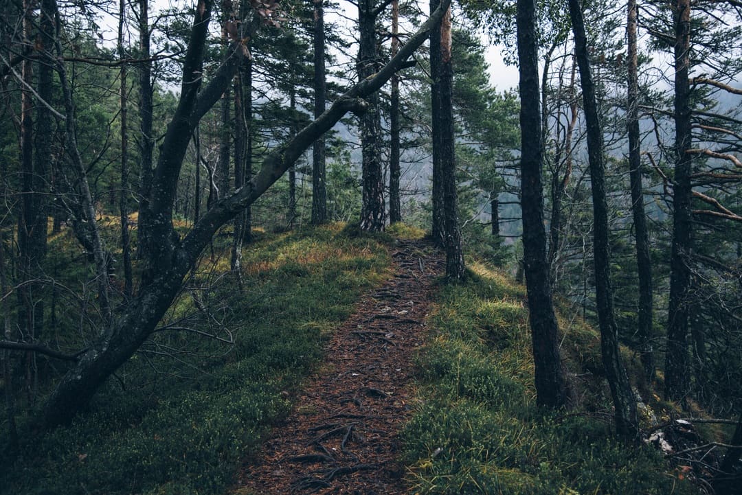 Narrow dirt trail winding along a ridge through a dense evergreen forest