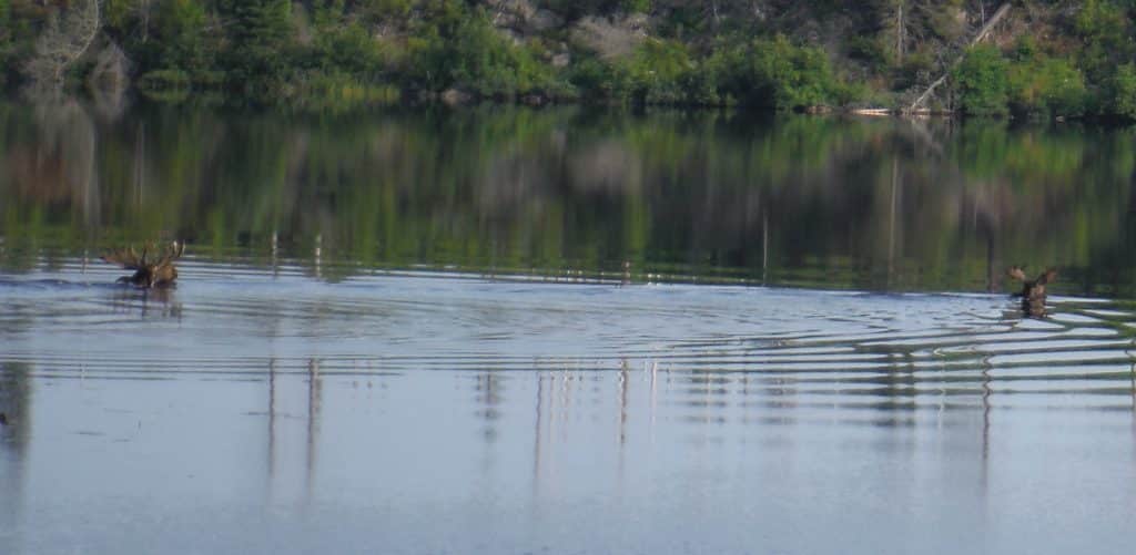 Two moose swimming across a calm lake below a forested shoreline