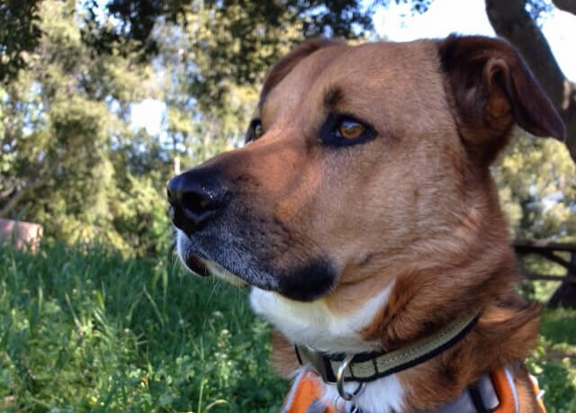 Duke says “Hello”. He is the perfect alarm clock.