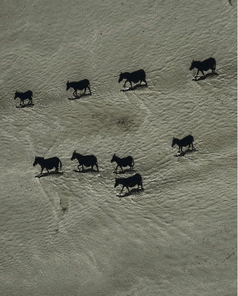 Aerial view of migrating zebras whose dark shadows read as solid animals against pale ground