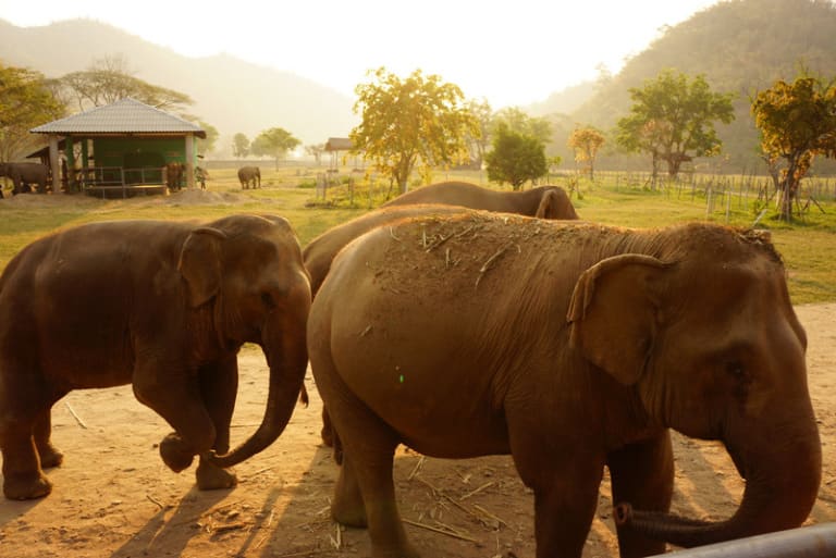 Volunteering at a street dog and elephant rescue sanctuary in Thailand