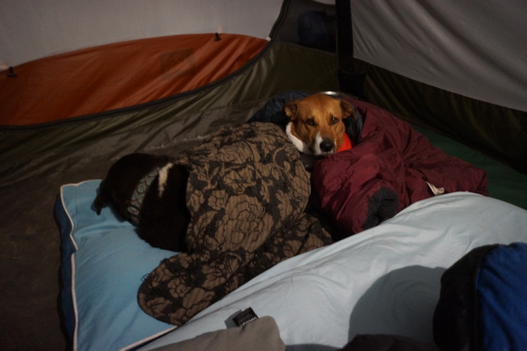 Camping with our dogs in southern Utah