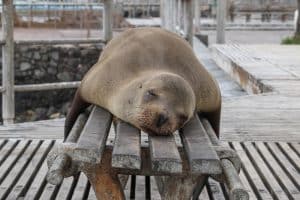 Sea lion napping draped over a wooden bench on a boardwalk