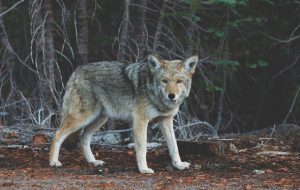 two wolves