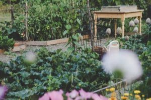 Vegetable garden with leafy greens, raised beds, a watering can, and a wooden table