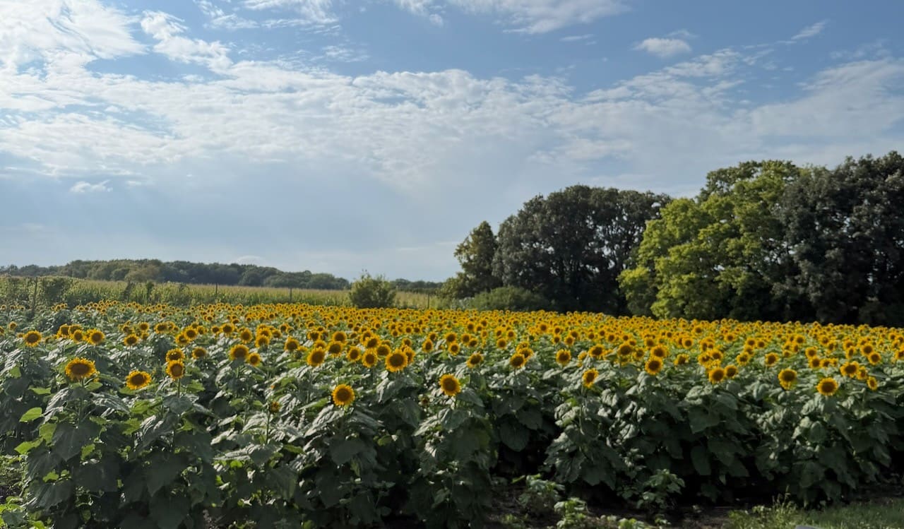A field of sunflowers in bloom stretching to a line of trees under a wide blue sky