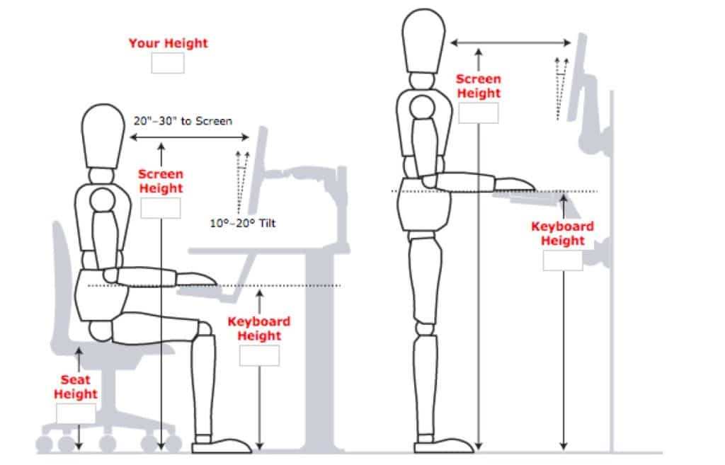 Ergonomics diagram of seated and standing desk postures with screen, keyboard, and seat height labels