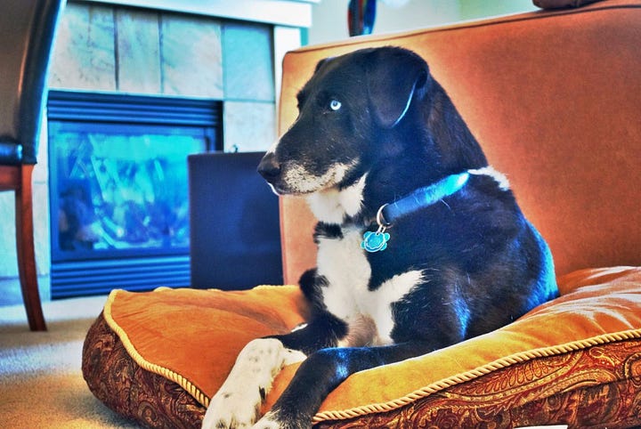 black lab and husky mix