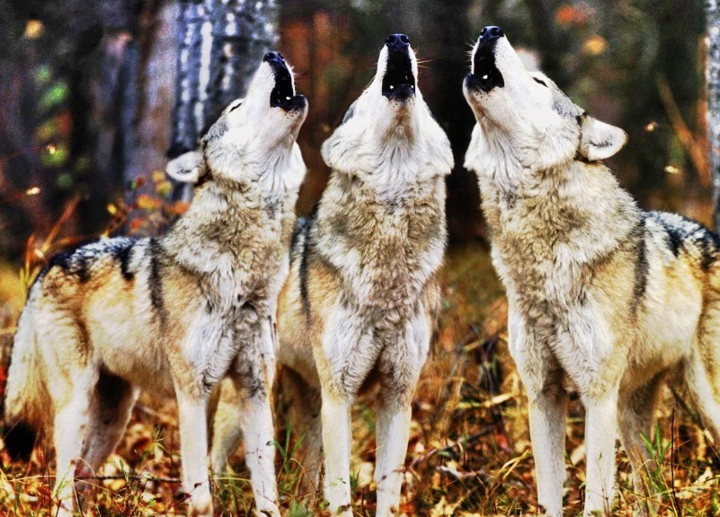 The Butterfly Effect