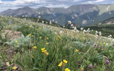 Why Trying Hard Never Leads To Long-Term Success